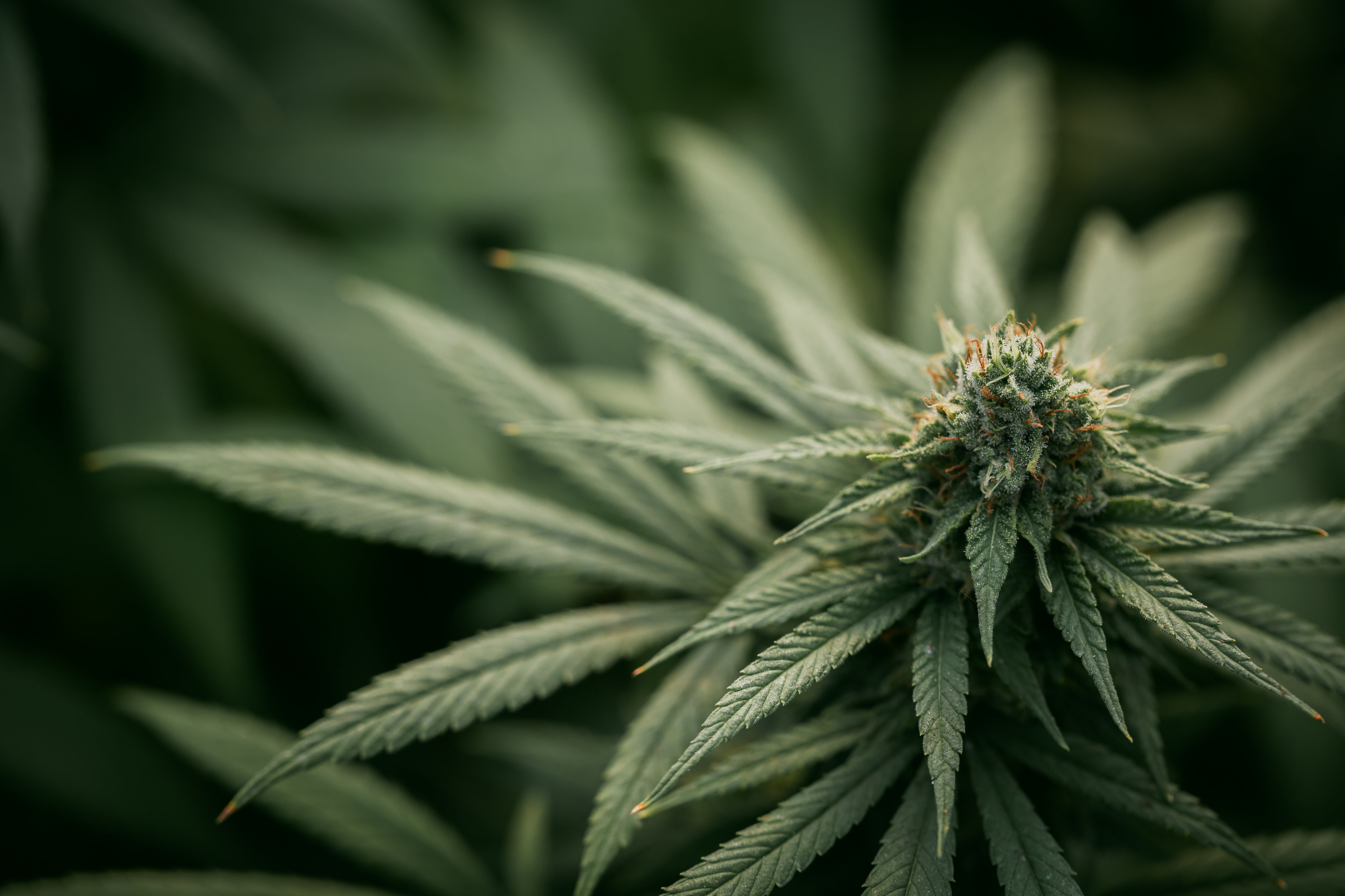 Cannabisblüten kaufen: Was Patienten wissen sollten
