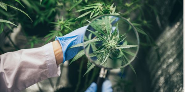 Was ist eigentlich CBD?