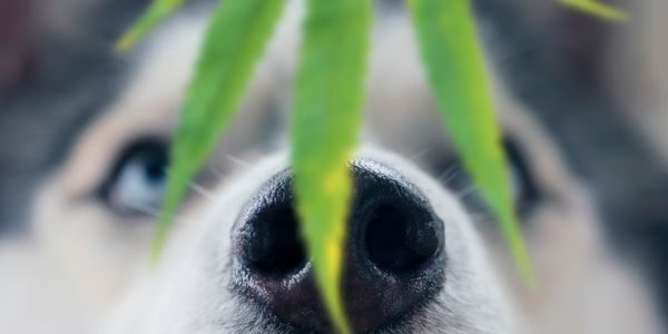 Hund hinter einer Cannabispflanze